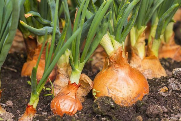 Кракен адрес тор